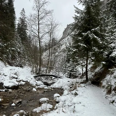Daire Pieninski Potok W Centrum Szczawnicy Szczawnica